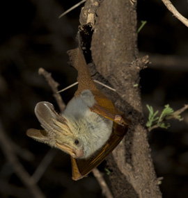 BAT